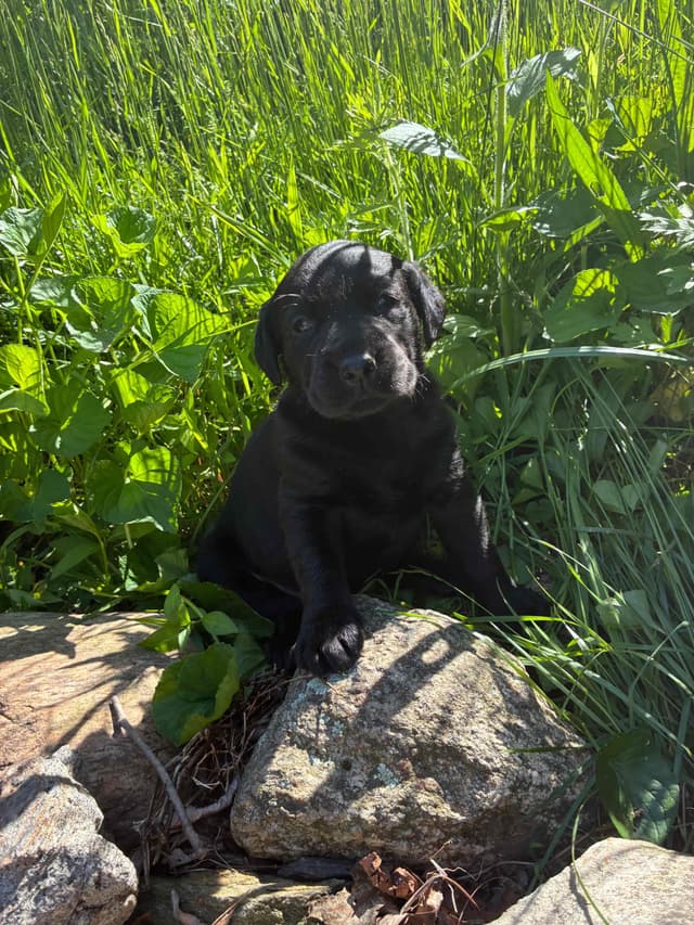 Labrador Retriever Puppies— Chocolate and Black! media 9