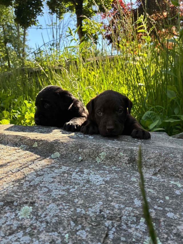 Labrador Retriever Puppies— Chocolate and Black! media 18