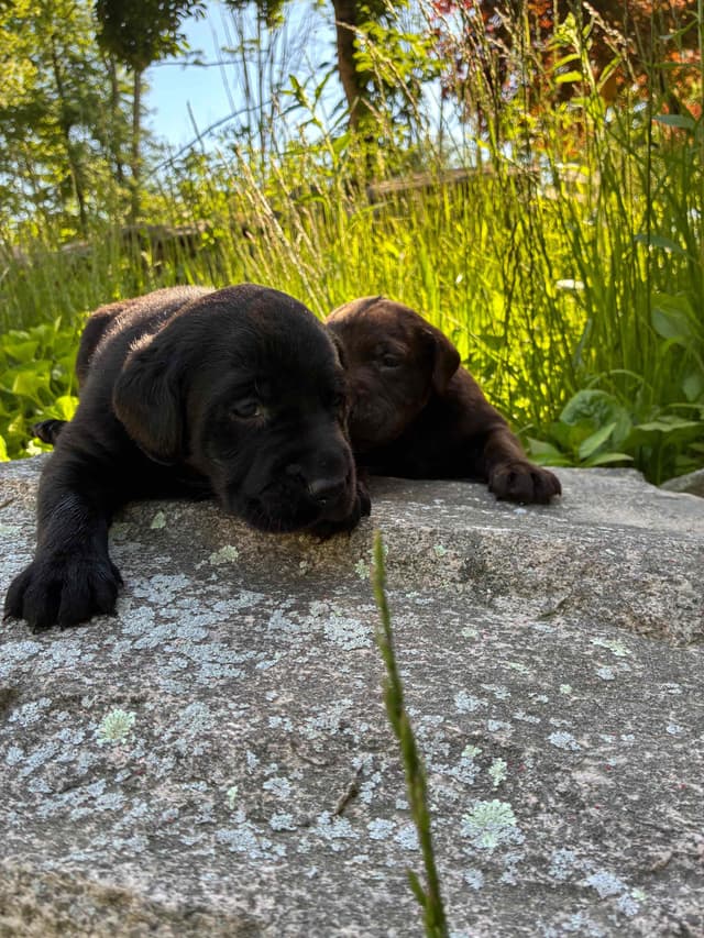Labrador Retriever Puppies— Chocolate and Black! media 14
