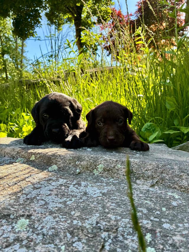 Labrador Retriever Puppies— Chocolate and Black! media 11