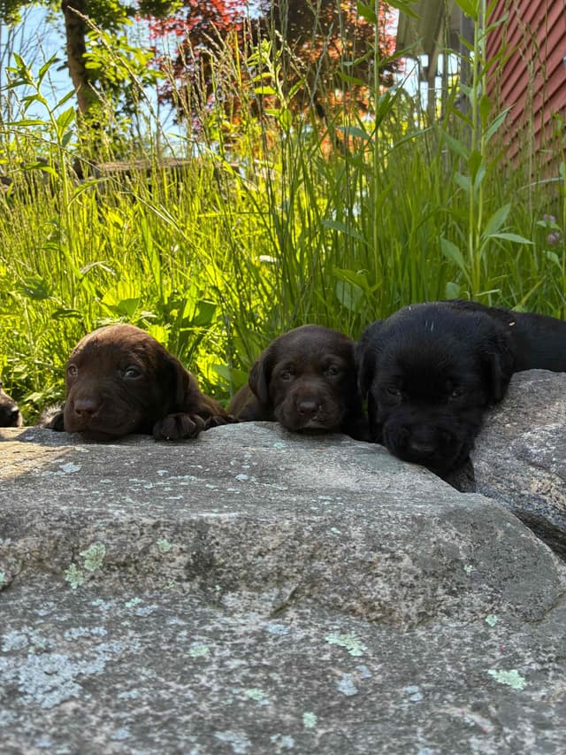 Labrador Retriever Puppies— Chocolate and Black! media 16