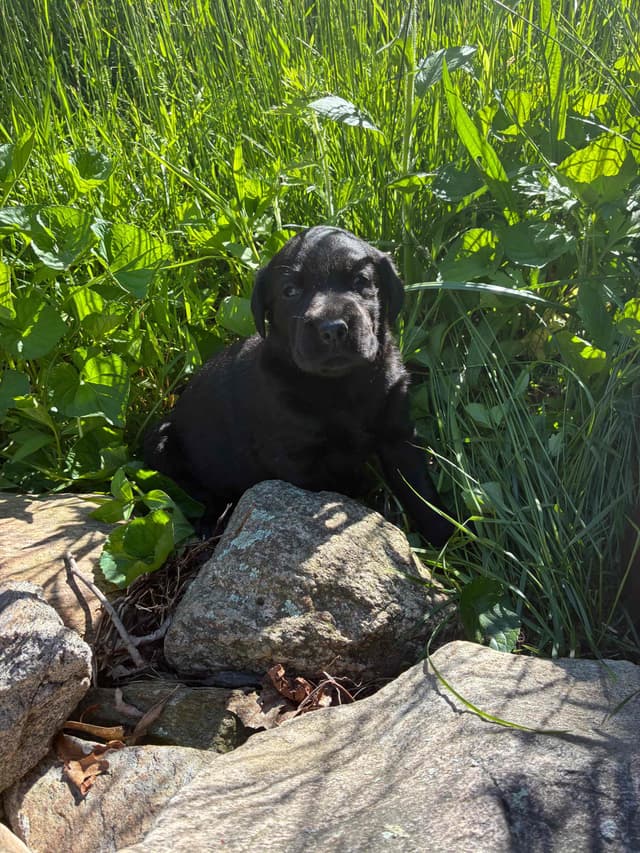 Labrador Retriever Puppies— Chocolate and Black! media 17