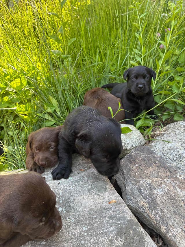 Labrador Retriever Puppies— Chocolate and Black! media 19