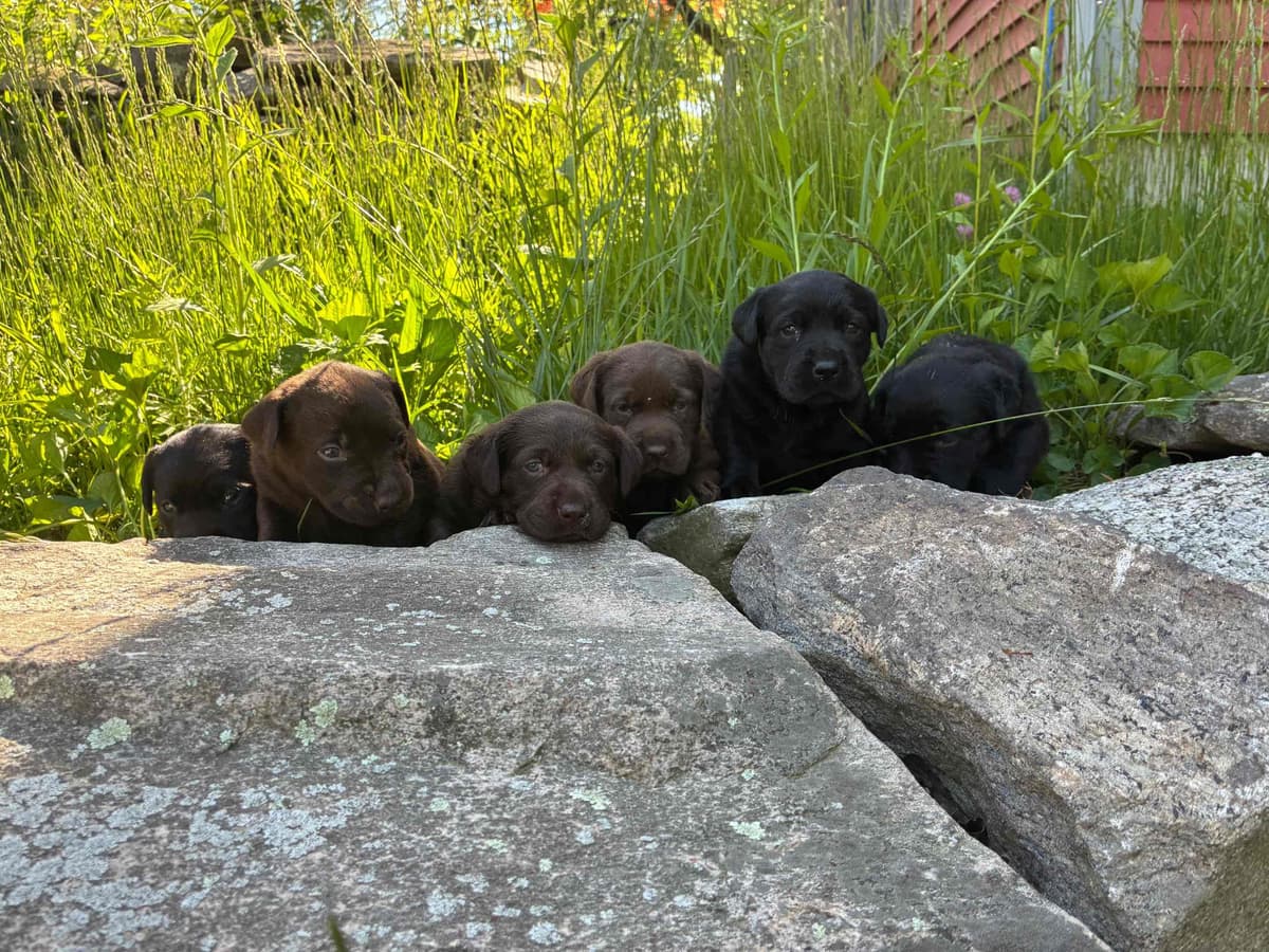 Labrador Retriever Puppies— Chocolate and Black! breeder image 30