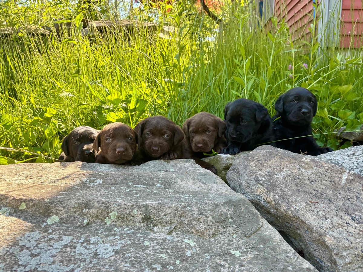 Labrador Retriever Puppies— Chocolate and Black! breeder image 1