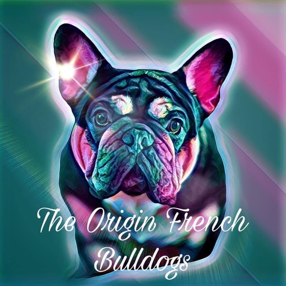 French Bulldog Puppies breeder image 1