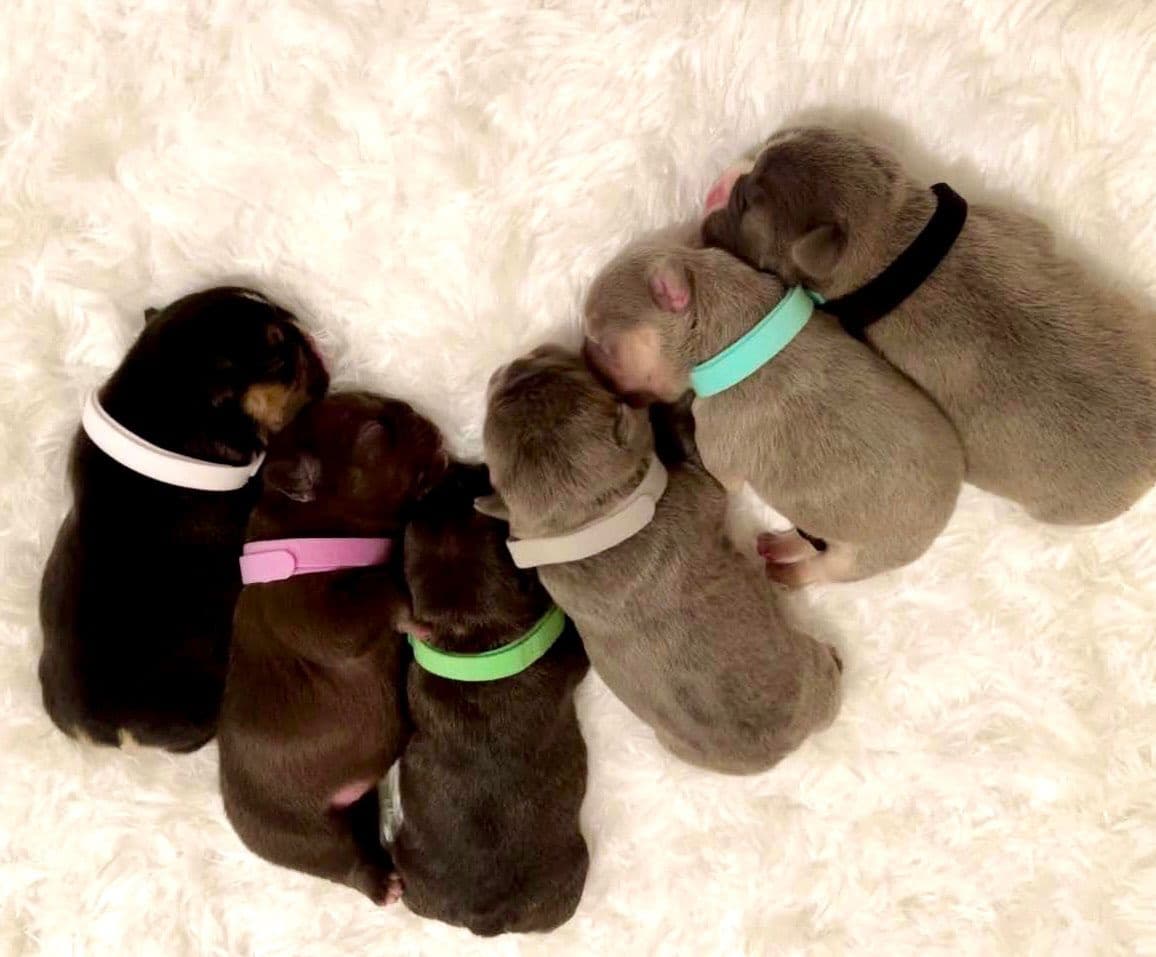 French Bulldog Puppies breeder image 2