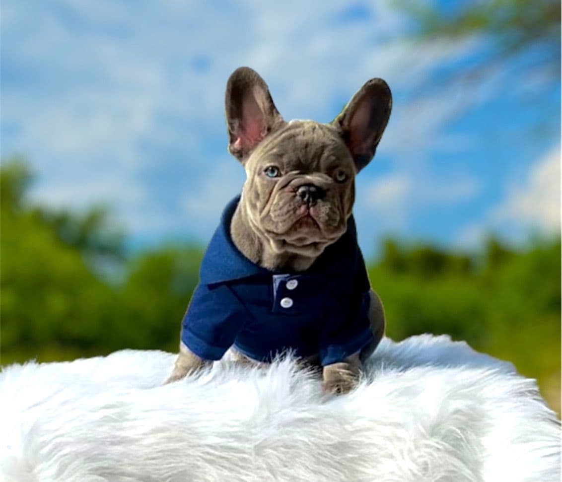 French Bulldog Puppies breeder image 4