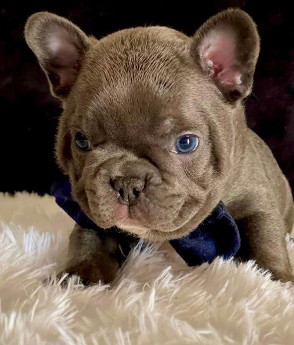French Bulldog Puppies breeder image 6