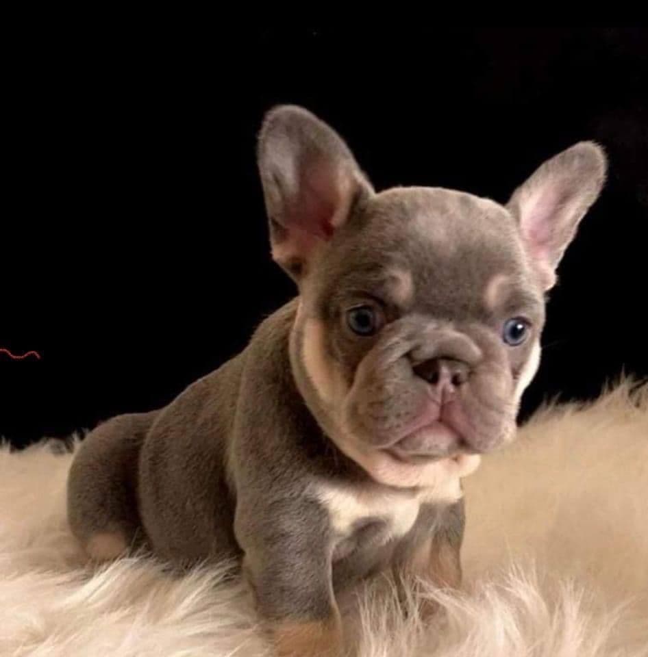 French Bulldog Puppies breeder image 5