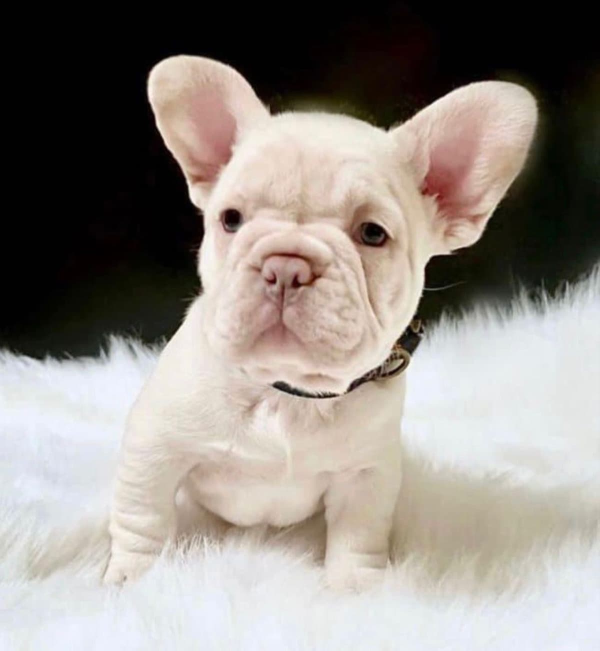 French Bulldog Puppies breeder image 9