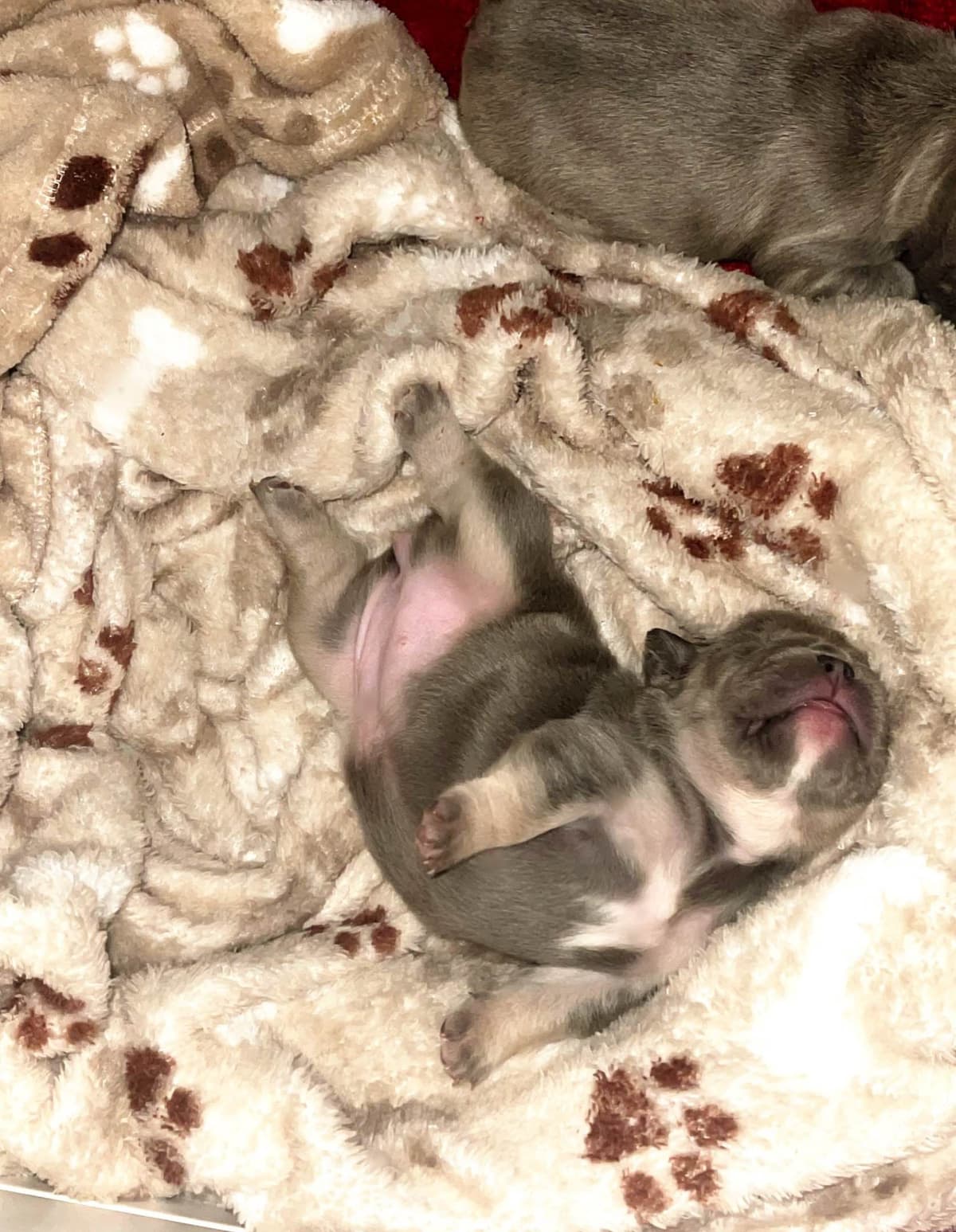 French Bulldog Puppies breeder image 11