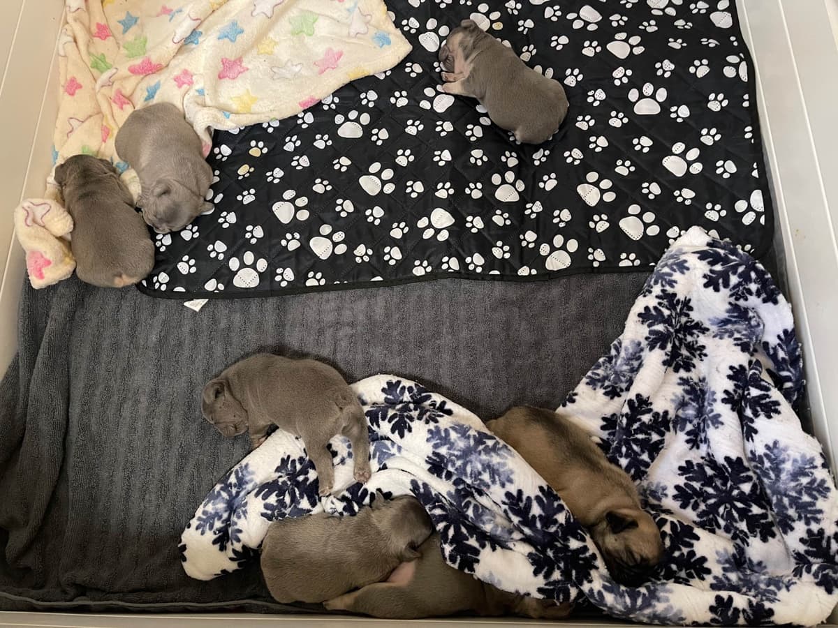 French Bulldog Puppies breeder image 12