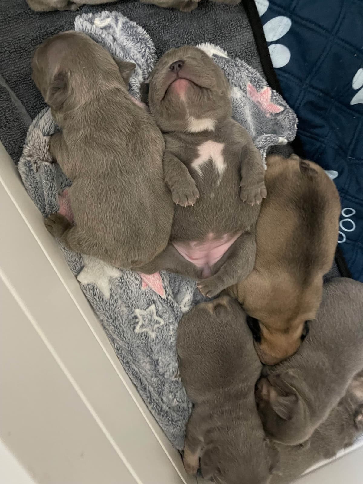 French Bulldog Puppies breeder image 14