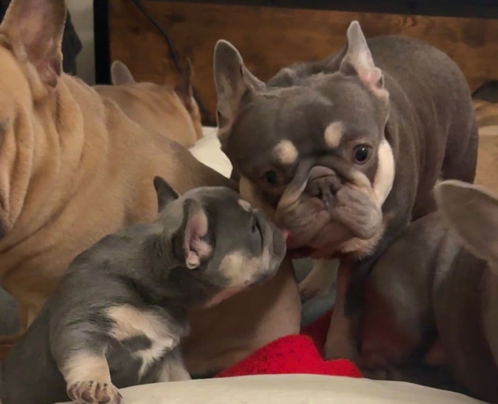 French Bulldog Puppies breeder image 15