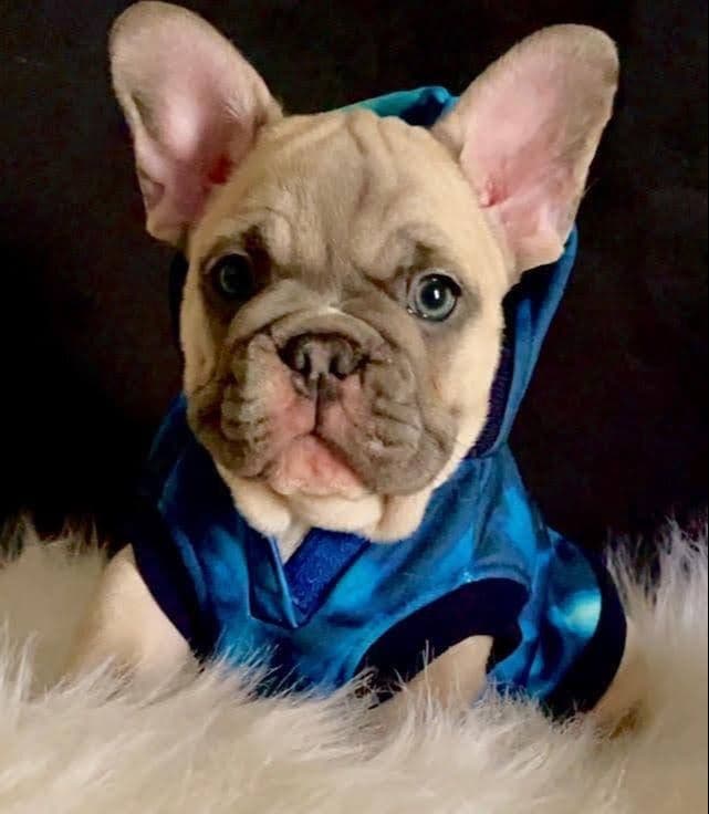 French Bulldog Puppies breeder image 8