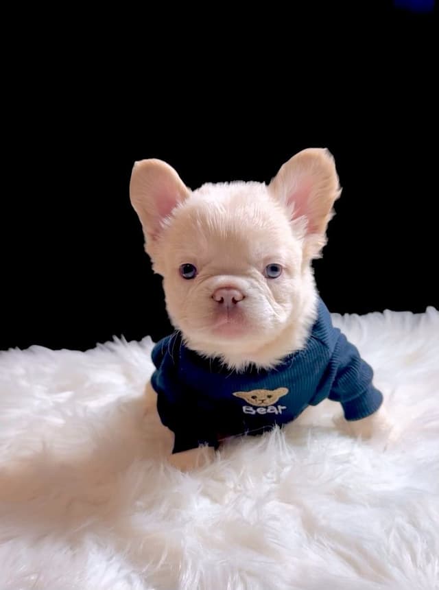 French Bulldog Puppies media 2