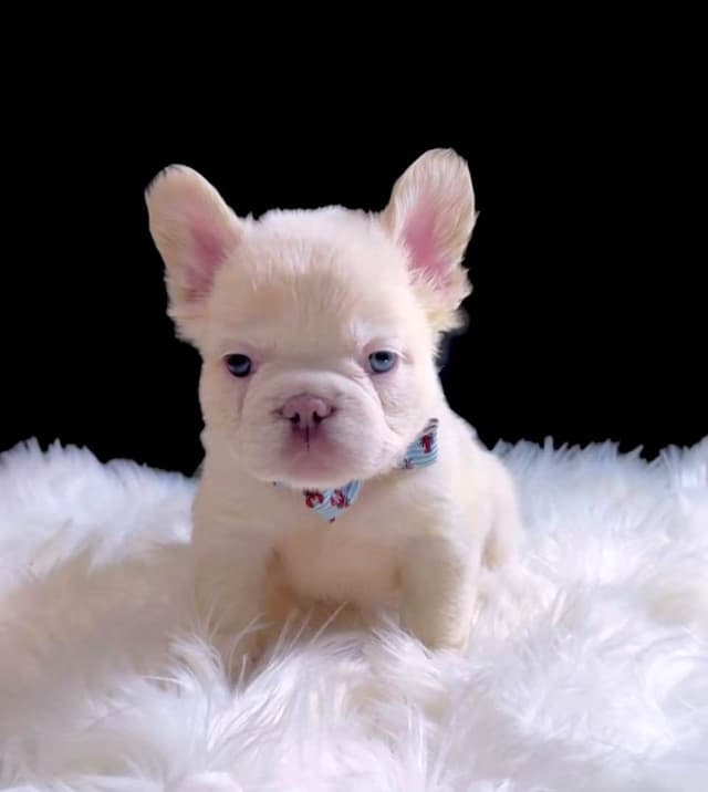French Bulldog Puppies media 3