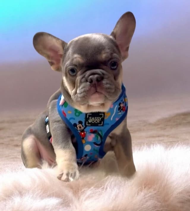French Bulldog Puppies media 5