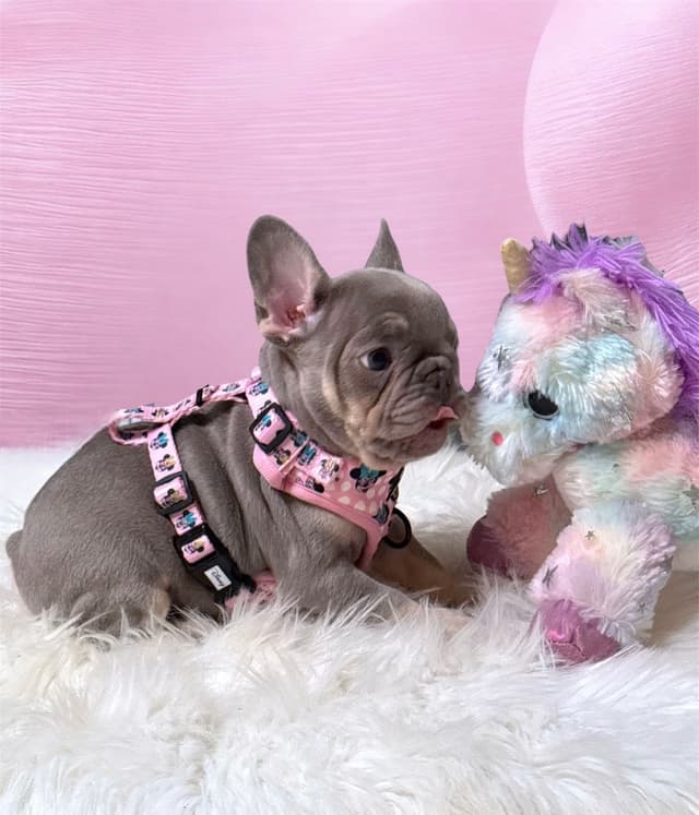 French Bulldog Puppies media 8