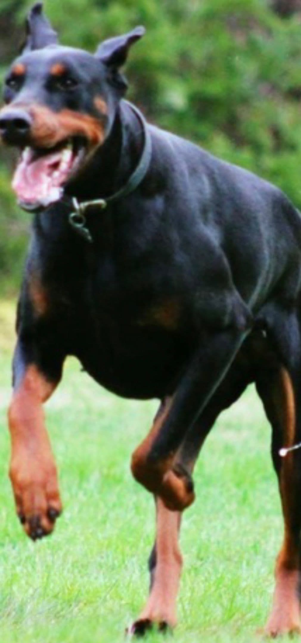 Champion Bloodline European Doberman Puppies breeder image 1