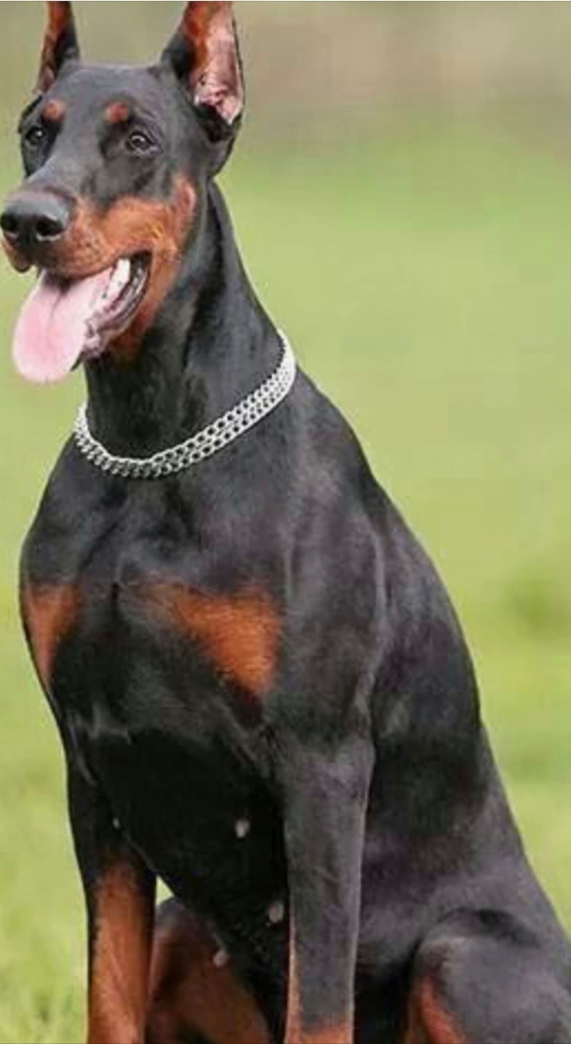 Champion Bloodline European Doberman Puppies breeder image 2