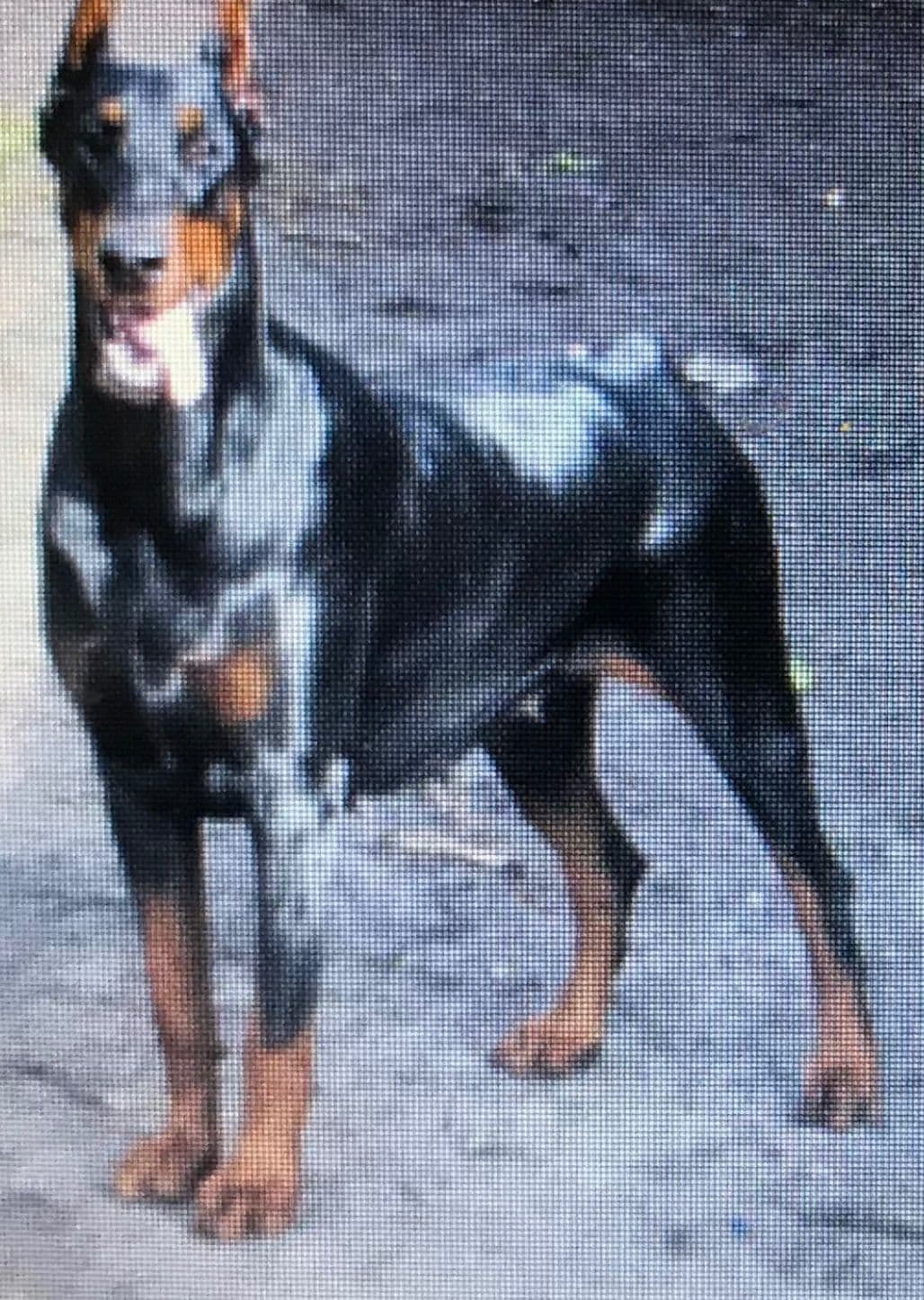 Champion Bloodline European Doberman Puppies breeder image 3