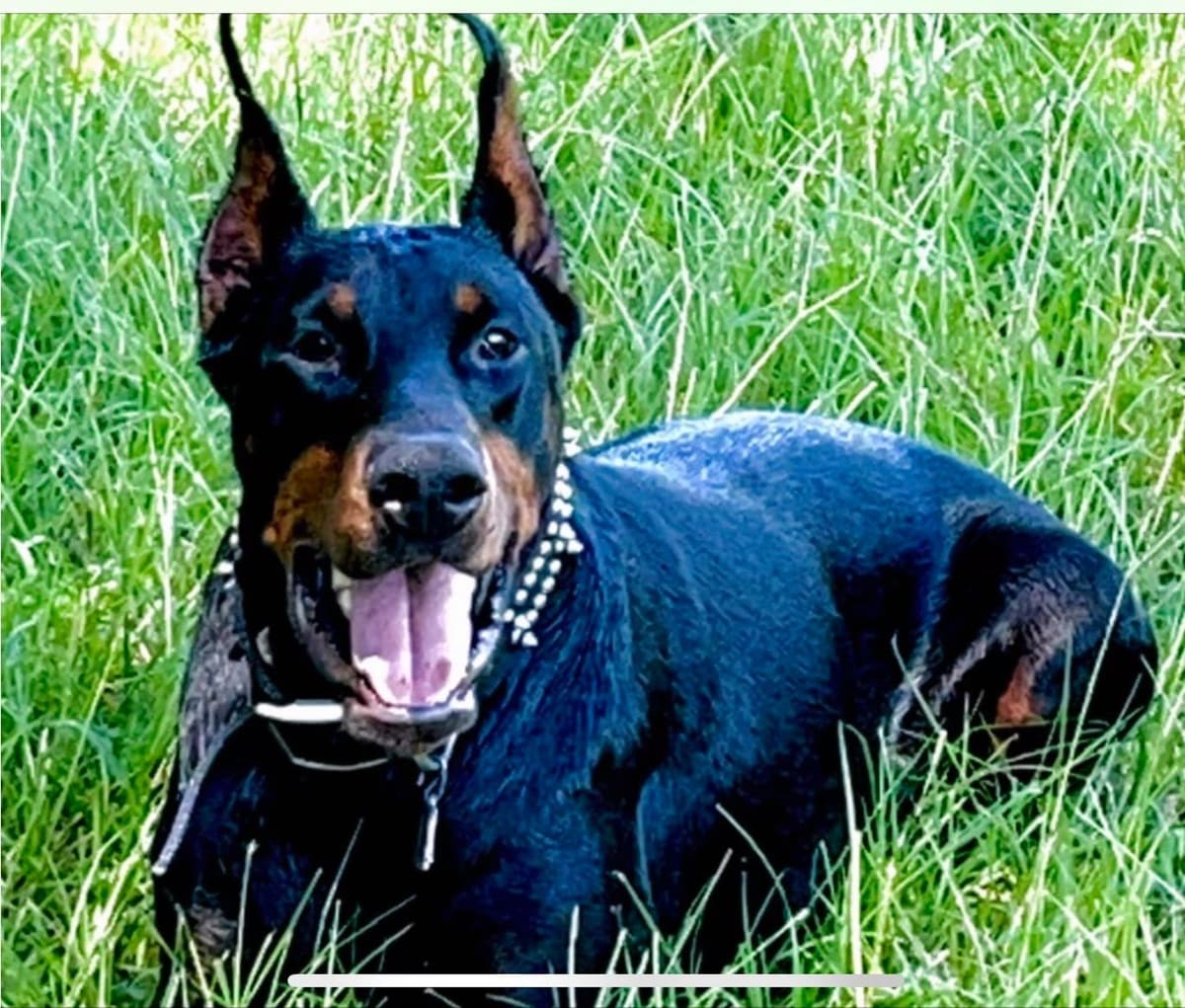 Champion Bloodline European Doberman Puppies breeder image 4