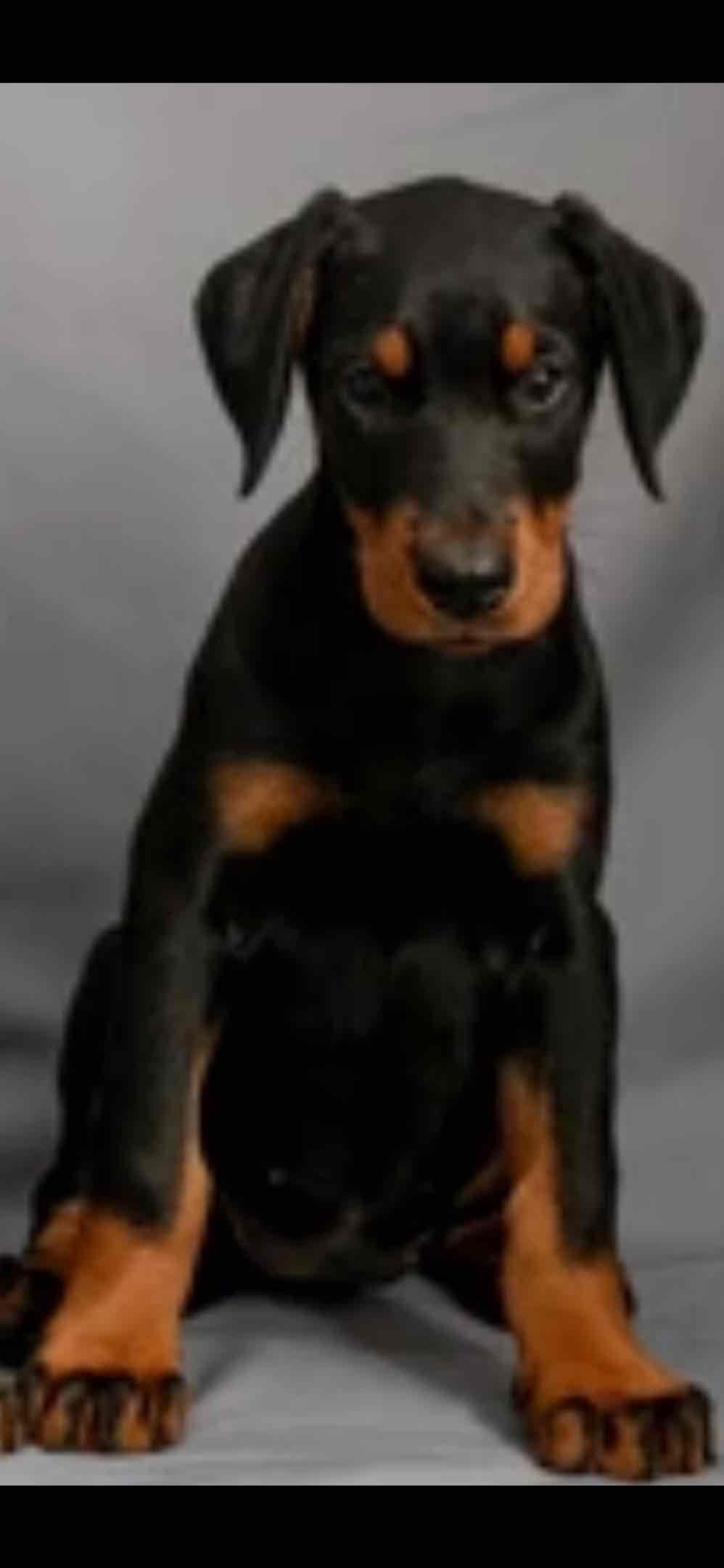 Champion Bloodline European Doberman Puppies breeder image 5