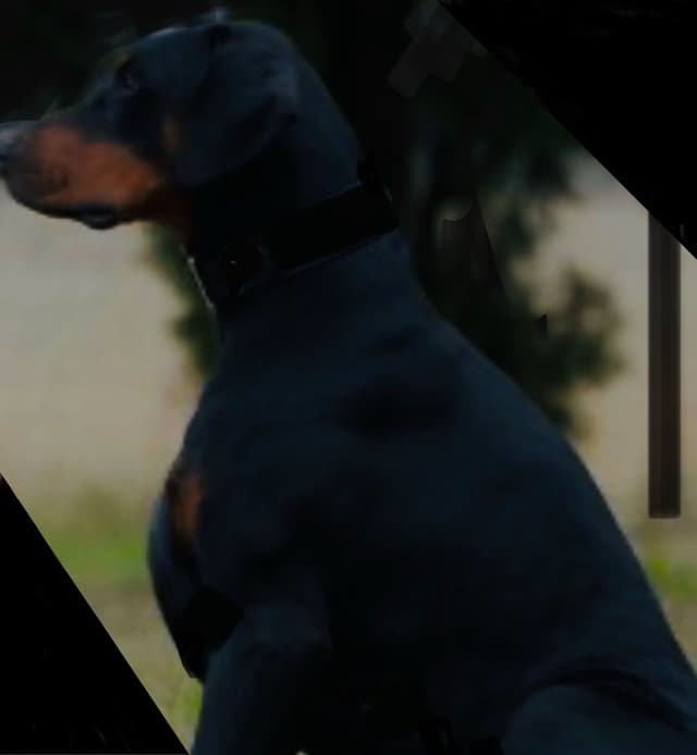 Champion Bloodline European Doberman  Puppies media 2