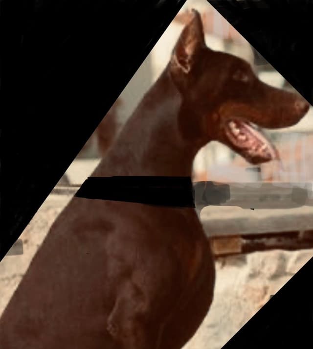 Champion Bloodline European Doberman  Puppies media 4
