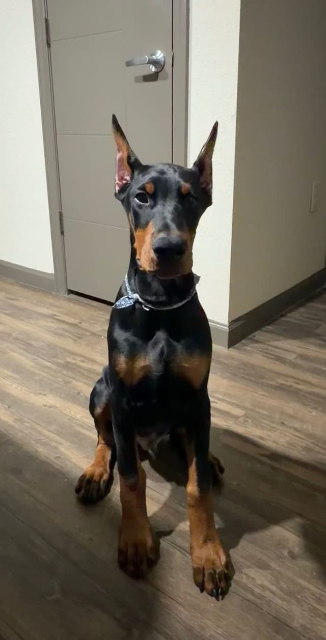 Champion Bloodline European Doberman  Puppies media 3