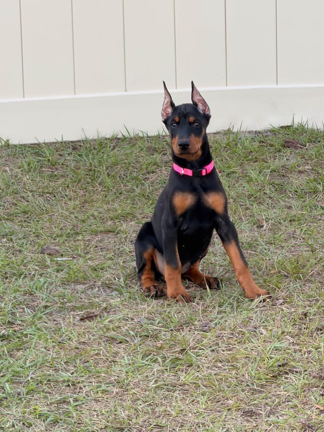 Champion Bloodline European Doberman  Puppies media 5