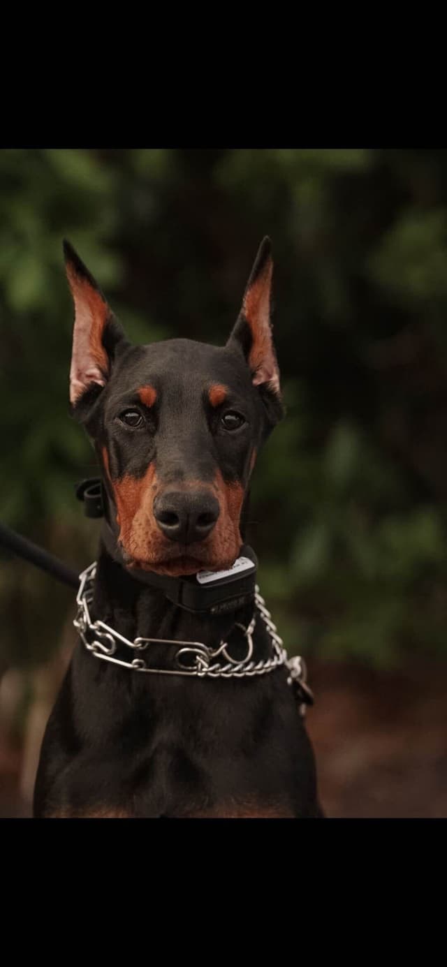 Champion Bloodline European Doberman Puppies media 4