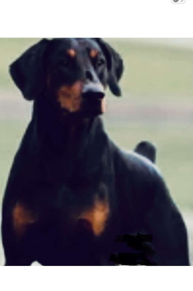 Champion Bloodline European Doberman Puppies media 3