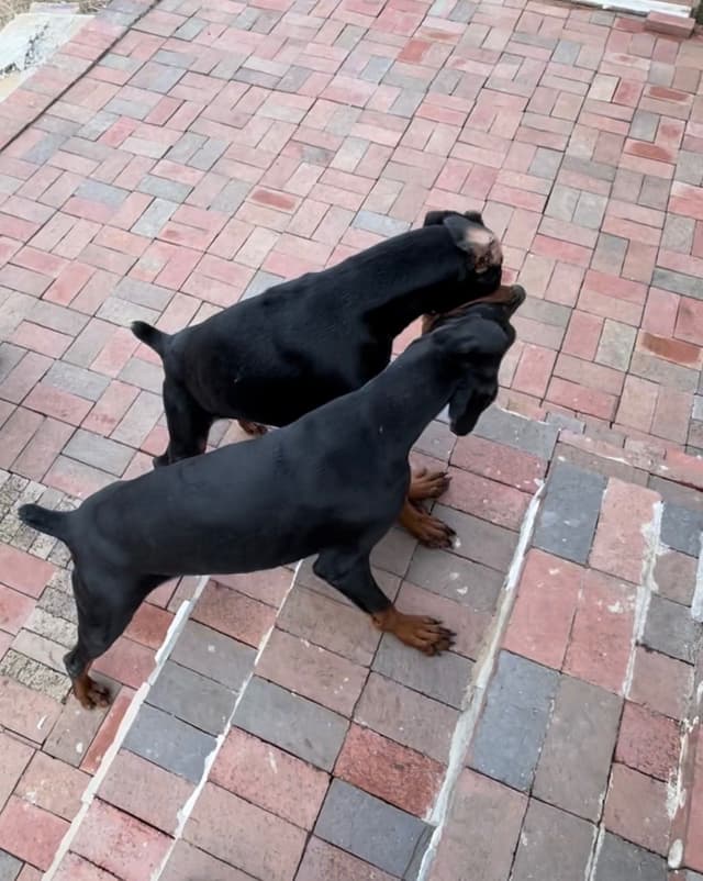 Champion Bloodline European Doberman Puppies media 5