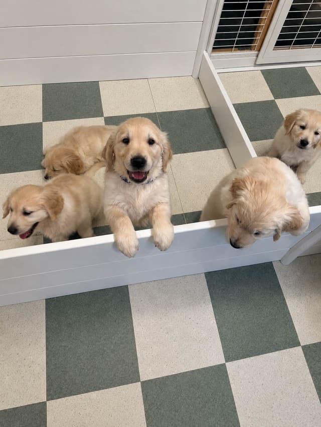 Golden Retriever Puppies media 2