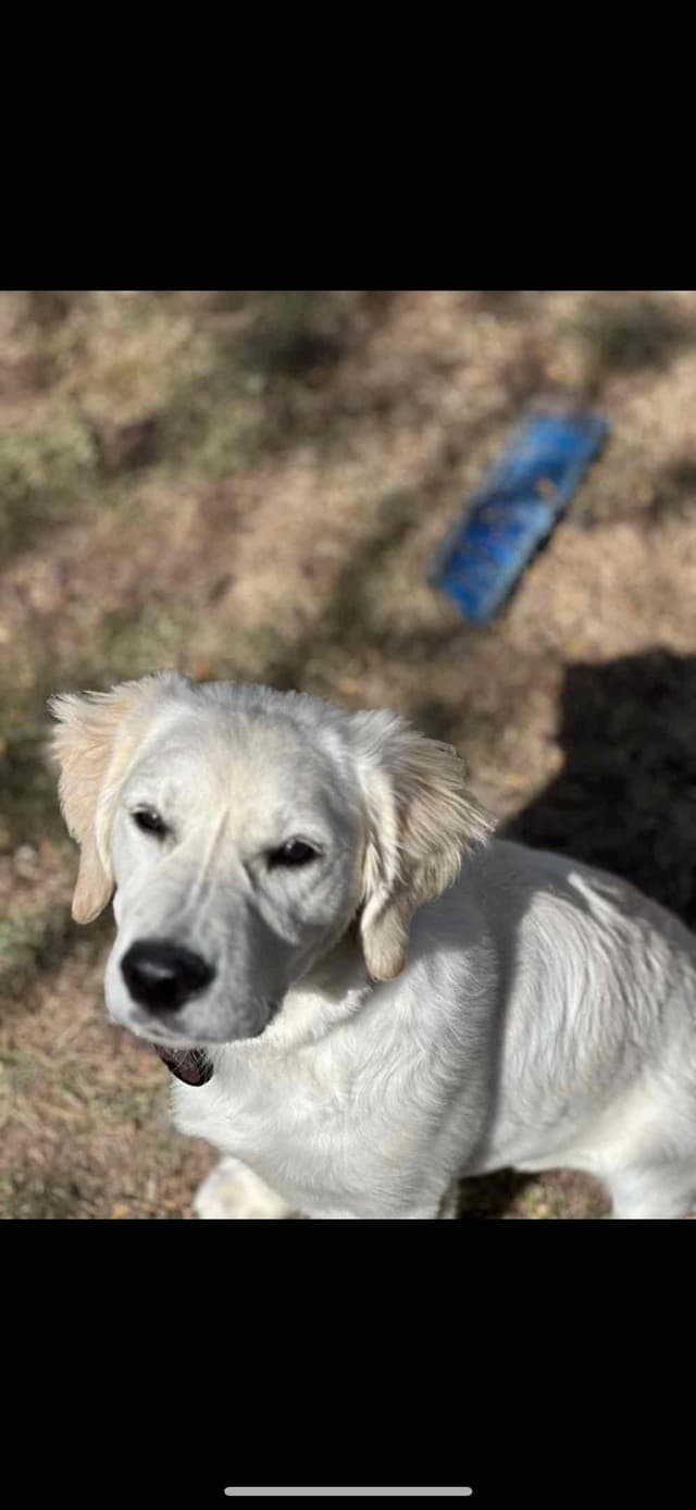 Golden Retriever Puppies media 3