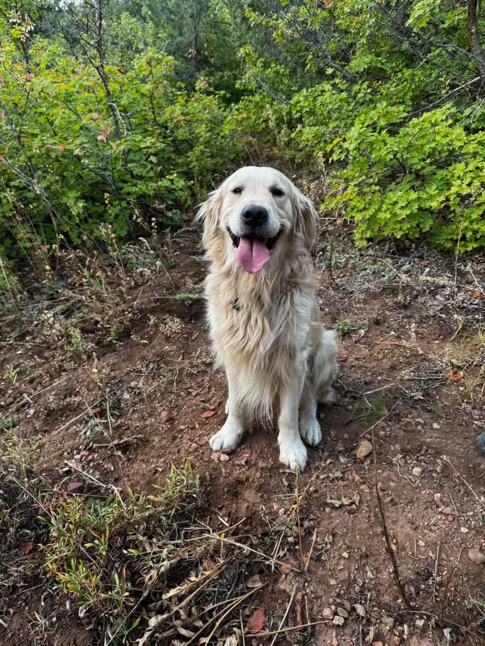 Golden Retriever Puppies breeder image 4