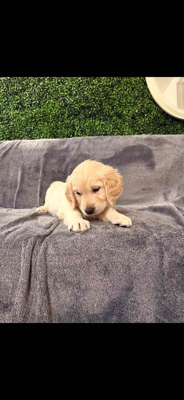 Golden Retriever Puppies media 9