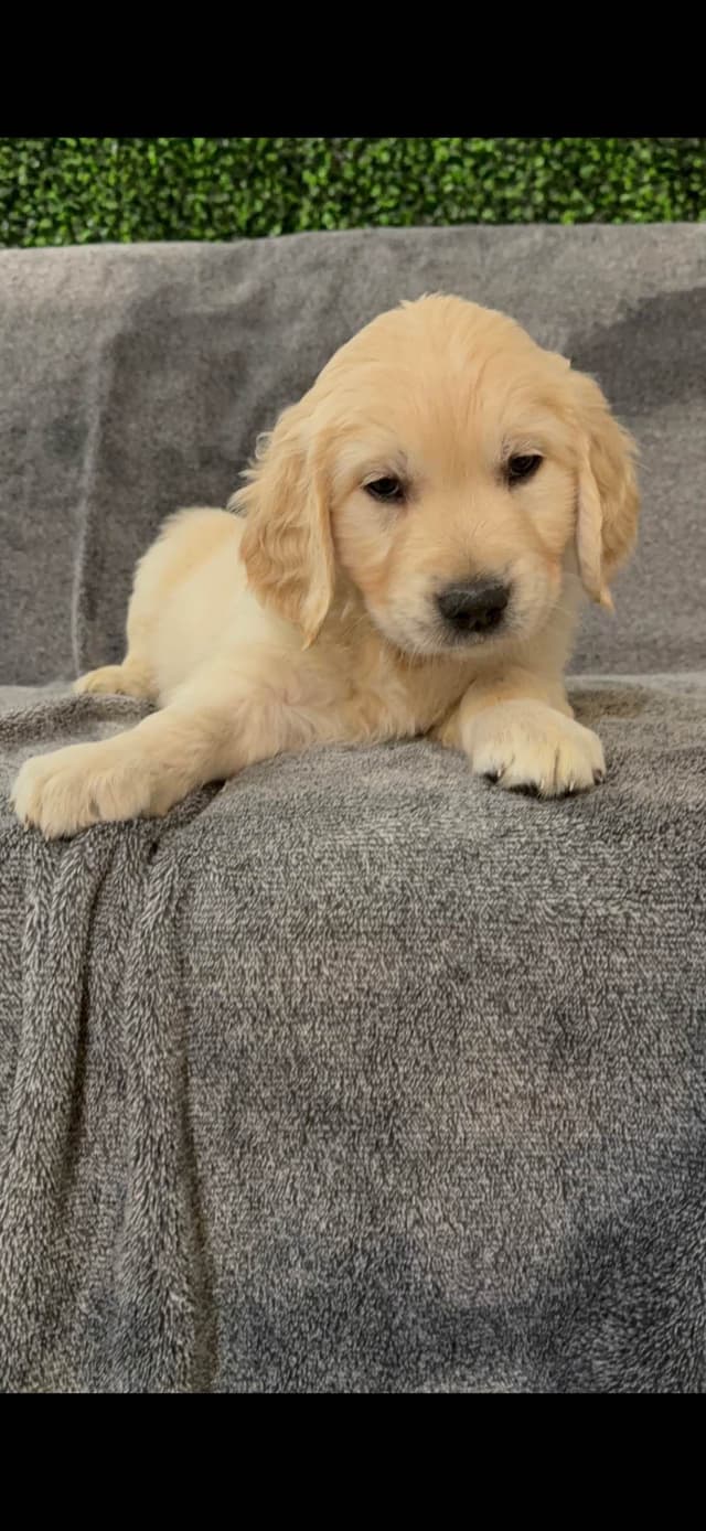 Golden Retriever Puppies media 10