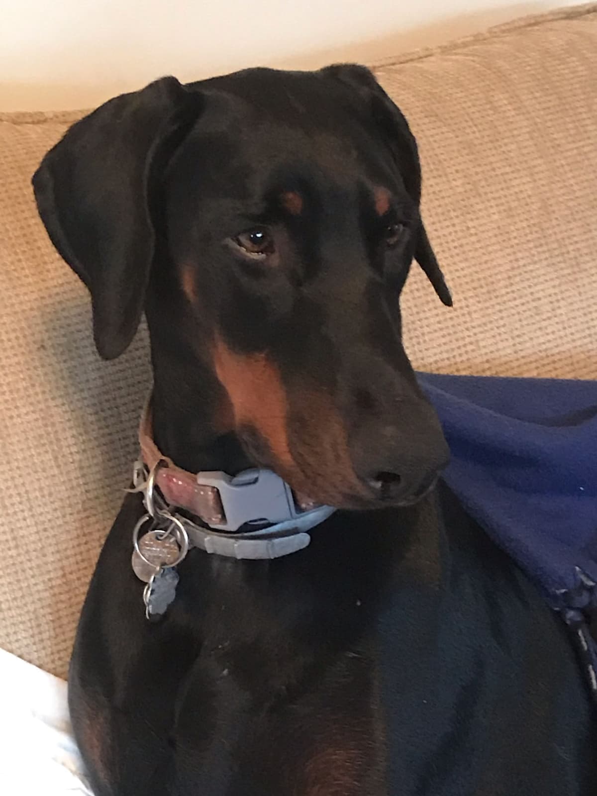Doberman Pinscher Puppies breeder image 1