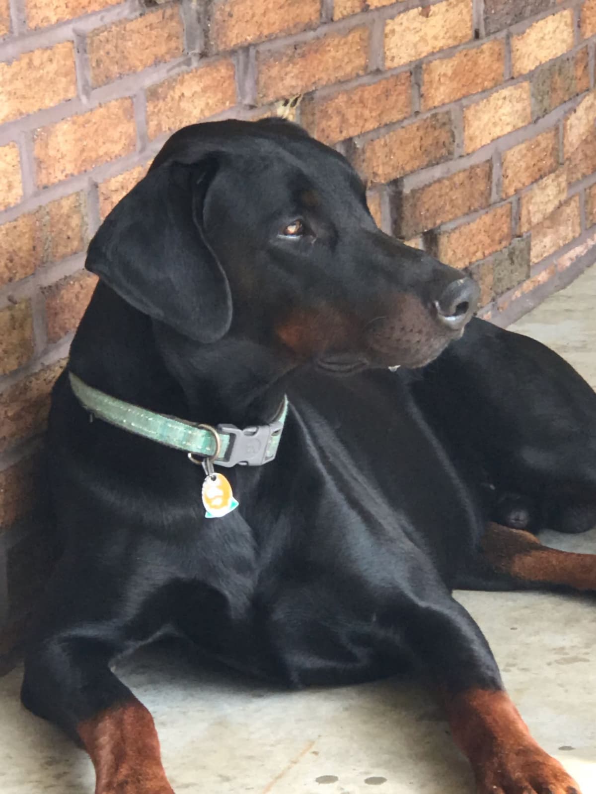 Doberman Pinscher Puppies breeder image 2