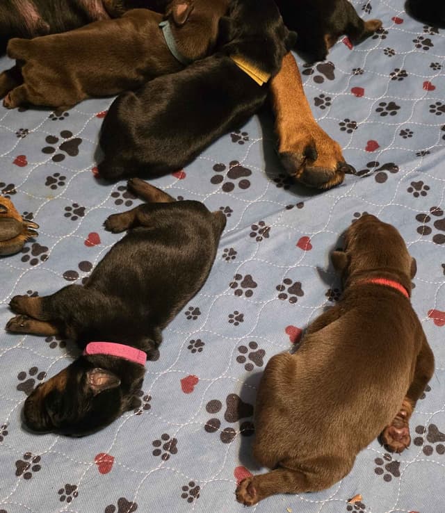Doberman Pinscher Puppies media 13