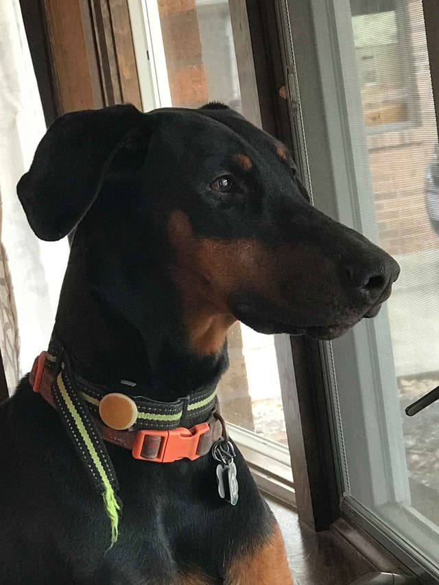 Doberman Pinscher Puppies media 14