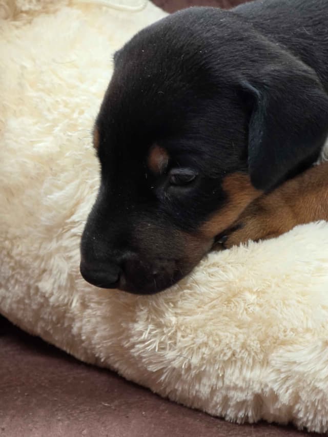 Doberman Pinscher Puppies media 16