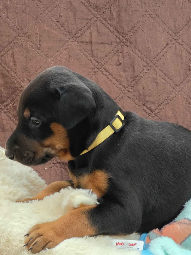 Doberman Pinscher Puppies media 17