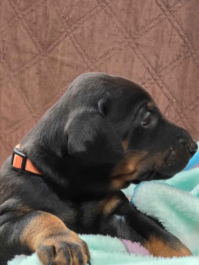 Doberman Pinscher Puppies media 22
