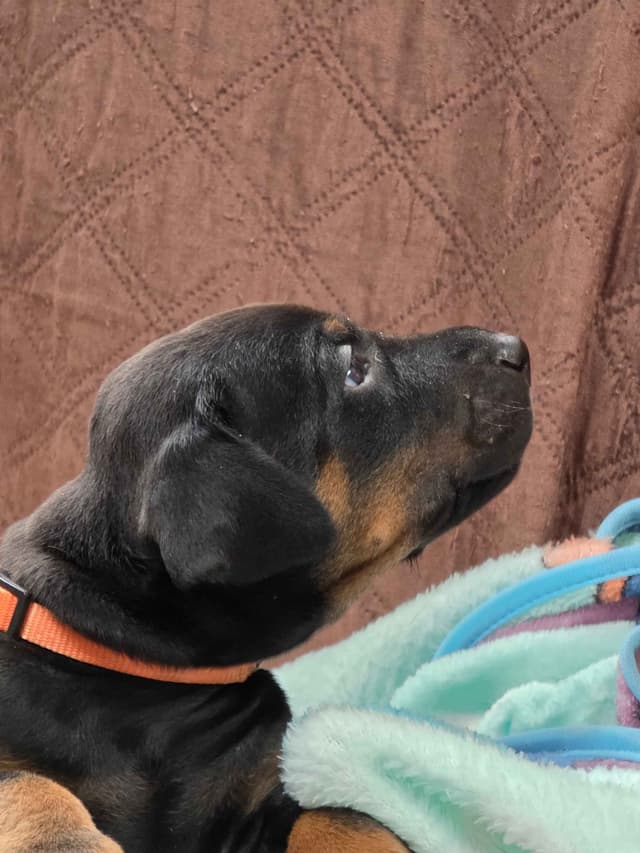 Doberman Pinscher Puppies media 23