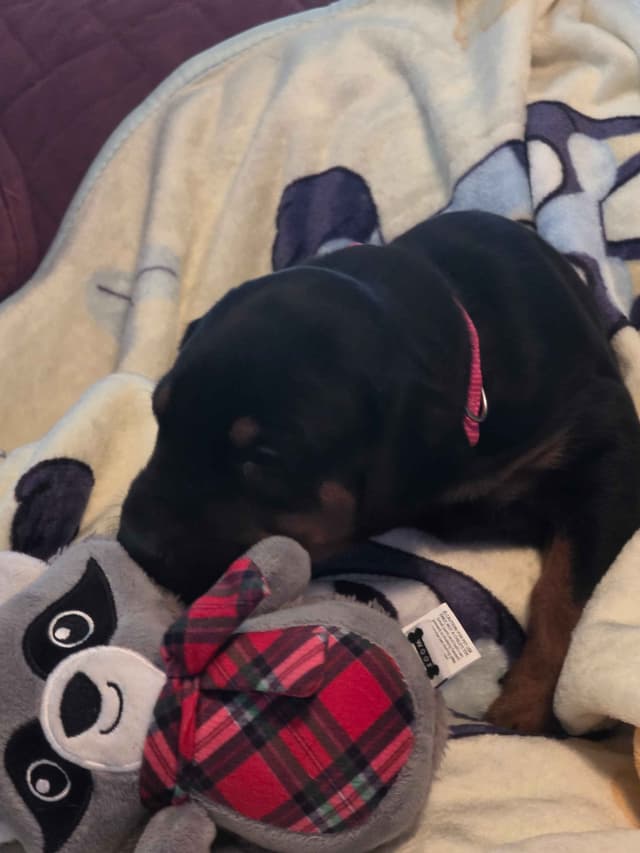Doberman Pinscher Puppies media 25